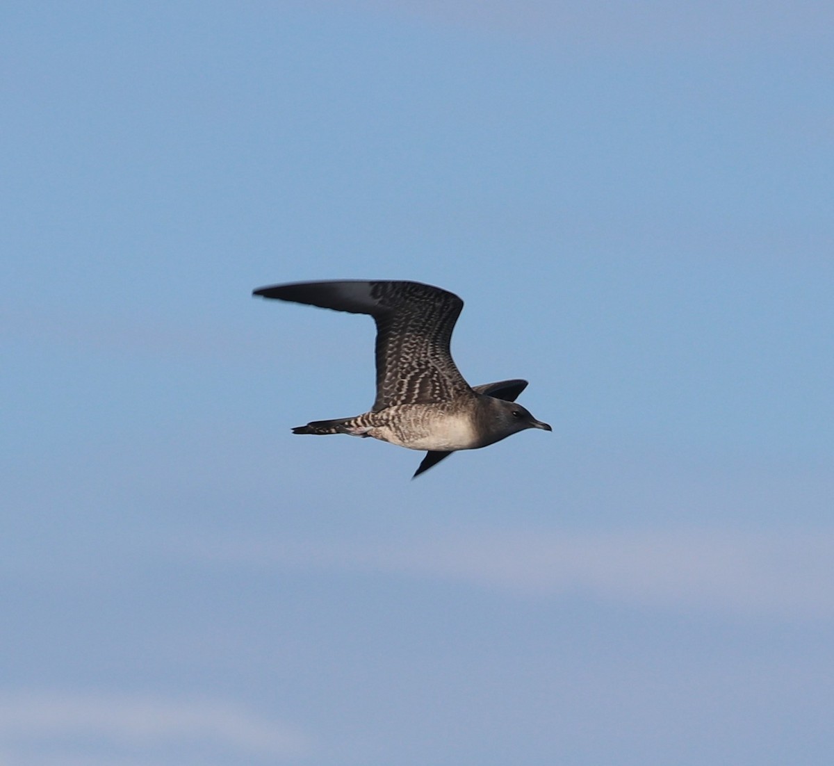 Long-tailed Jaeger - ML614976246