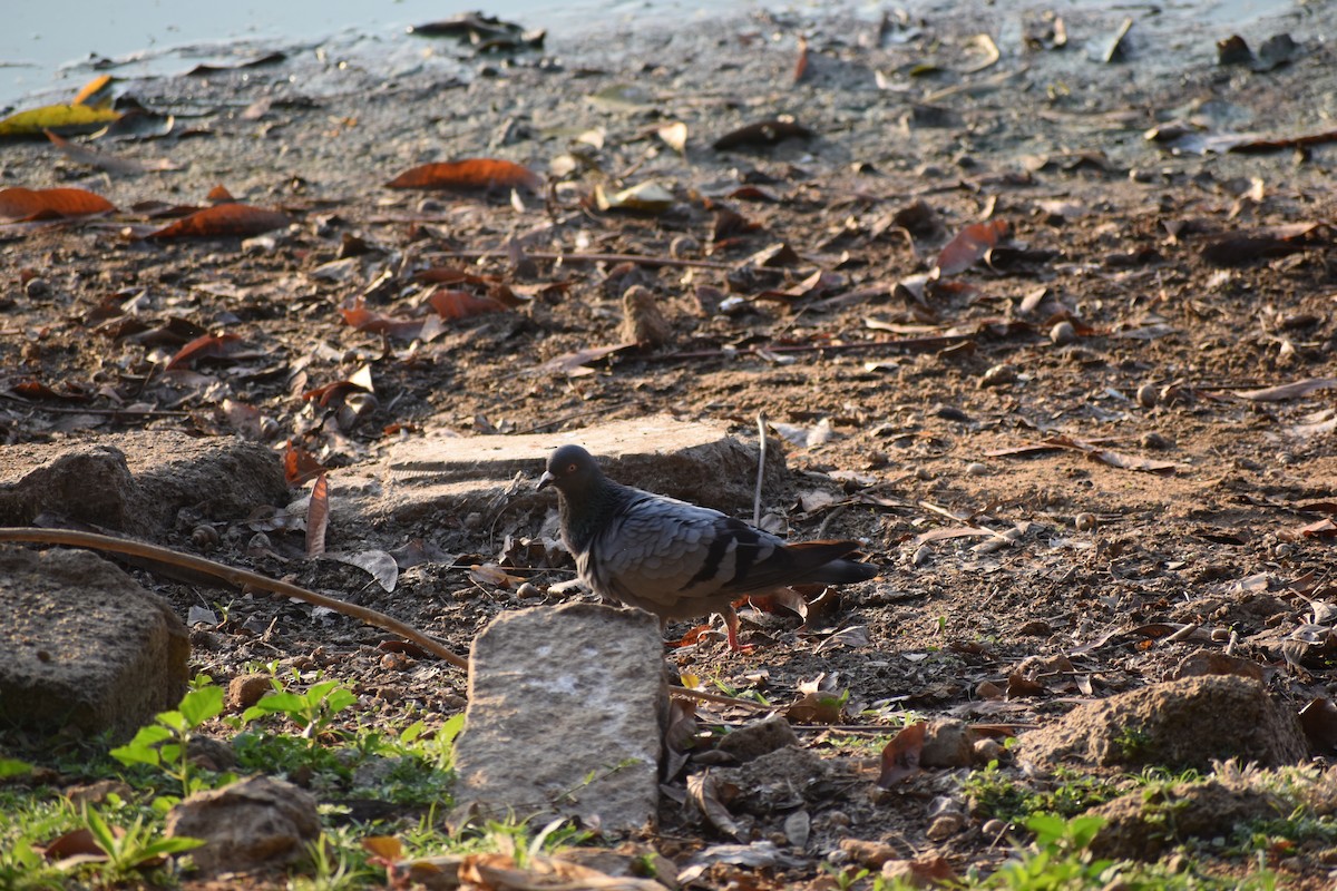 Rock Pigeon (Feral Pigeon) - ML614976272