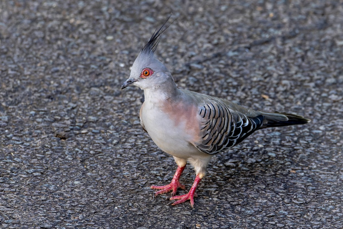Crested Pigeon - ML614976300