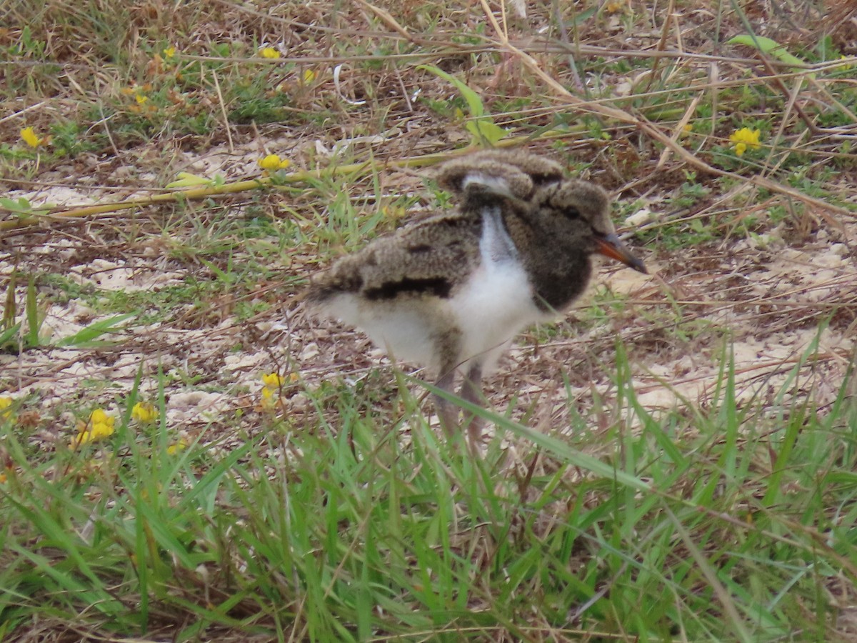 Pied Oystercatcher - ML614976329