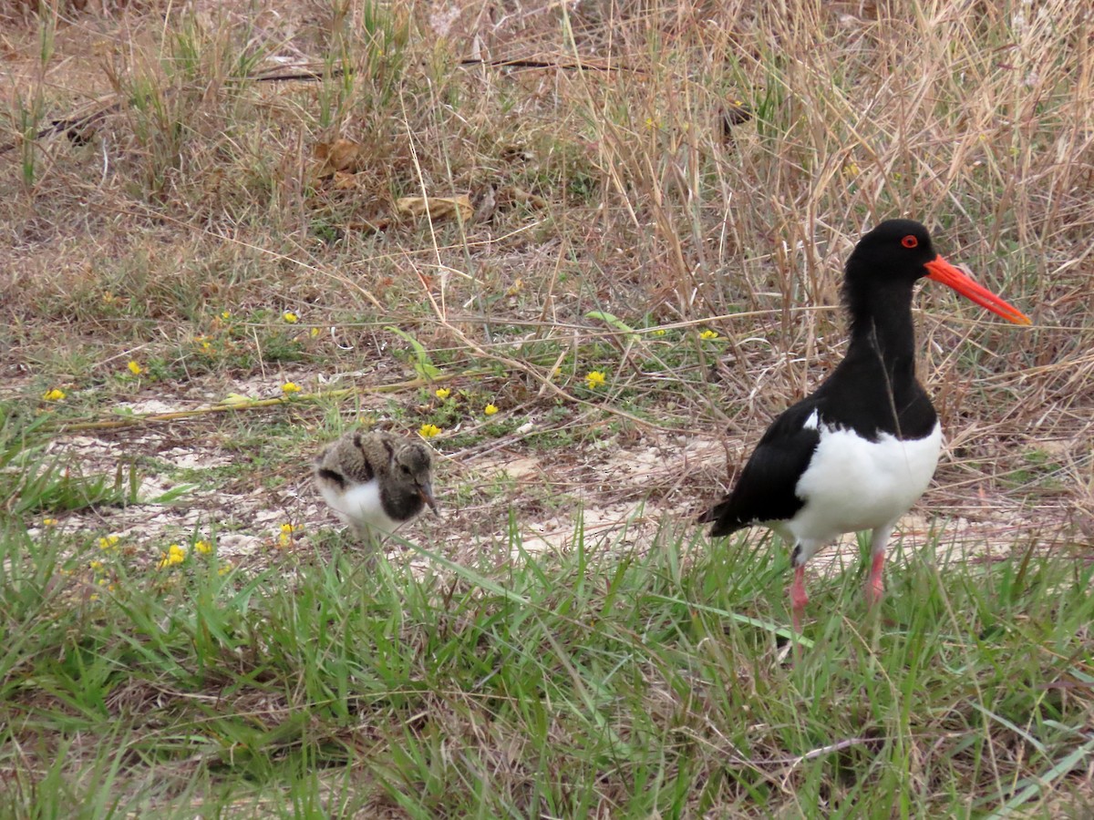 Pied Oystercatcher - Rolo Rodsey