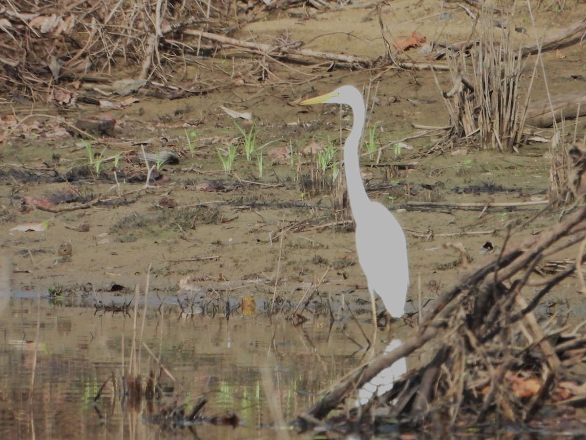 Plumed Egret - ML614976335