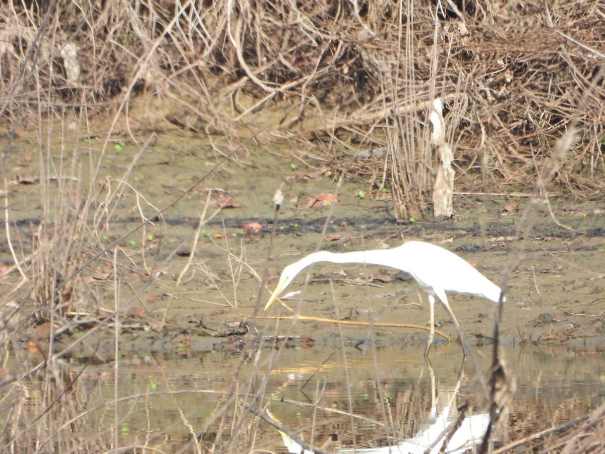 Plumed Egret - ML614976336