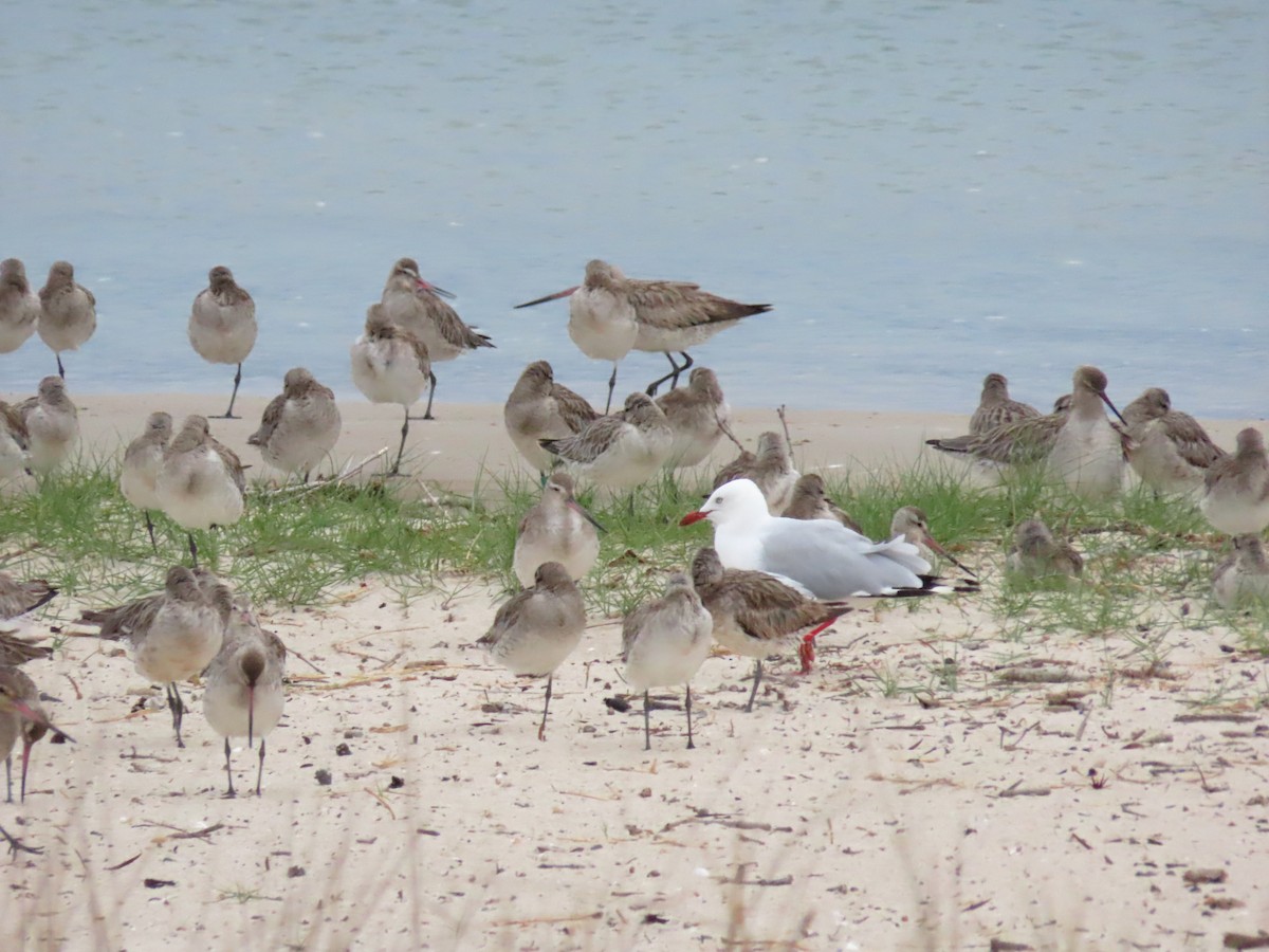 Silver Gull - ML614976378