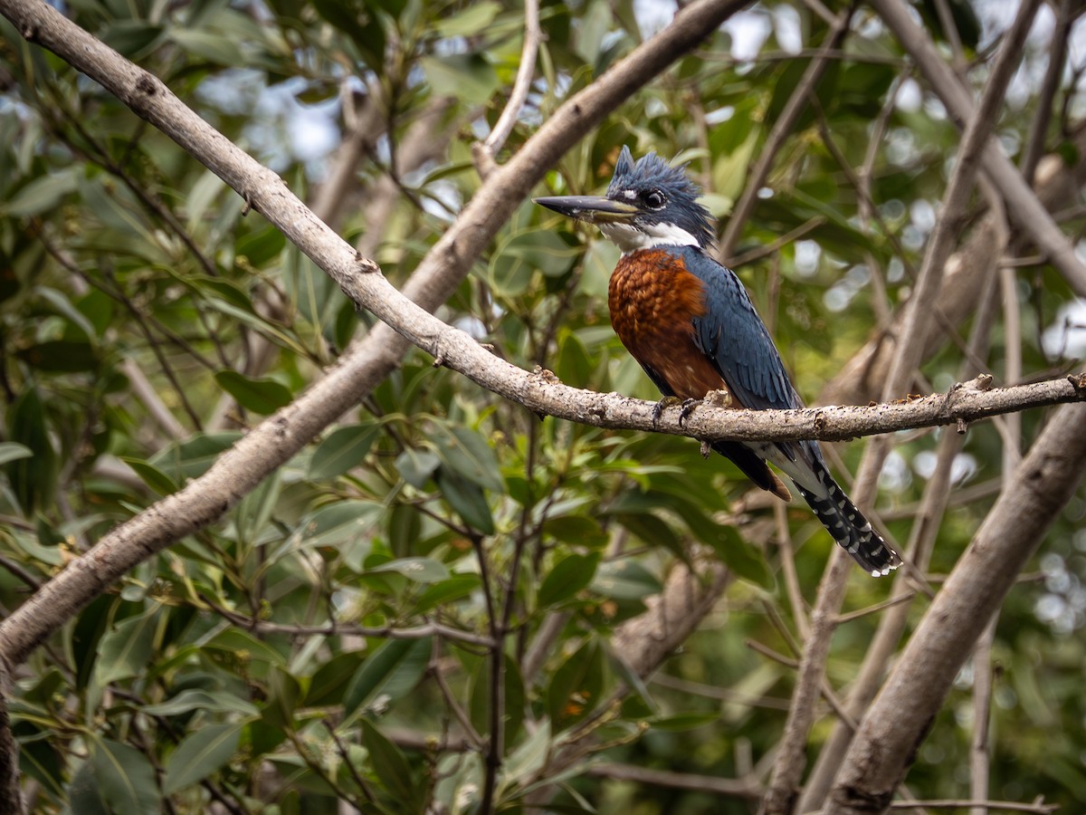 Ringed Kingfisher - ML614976406