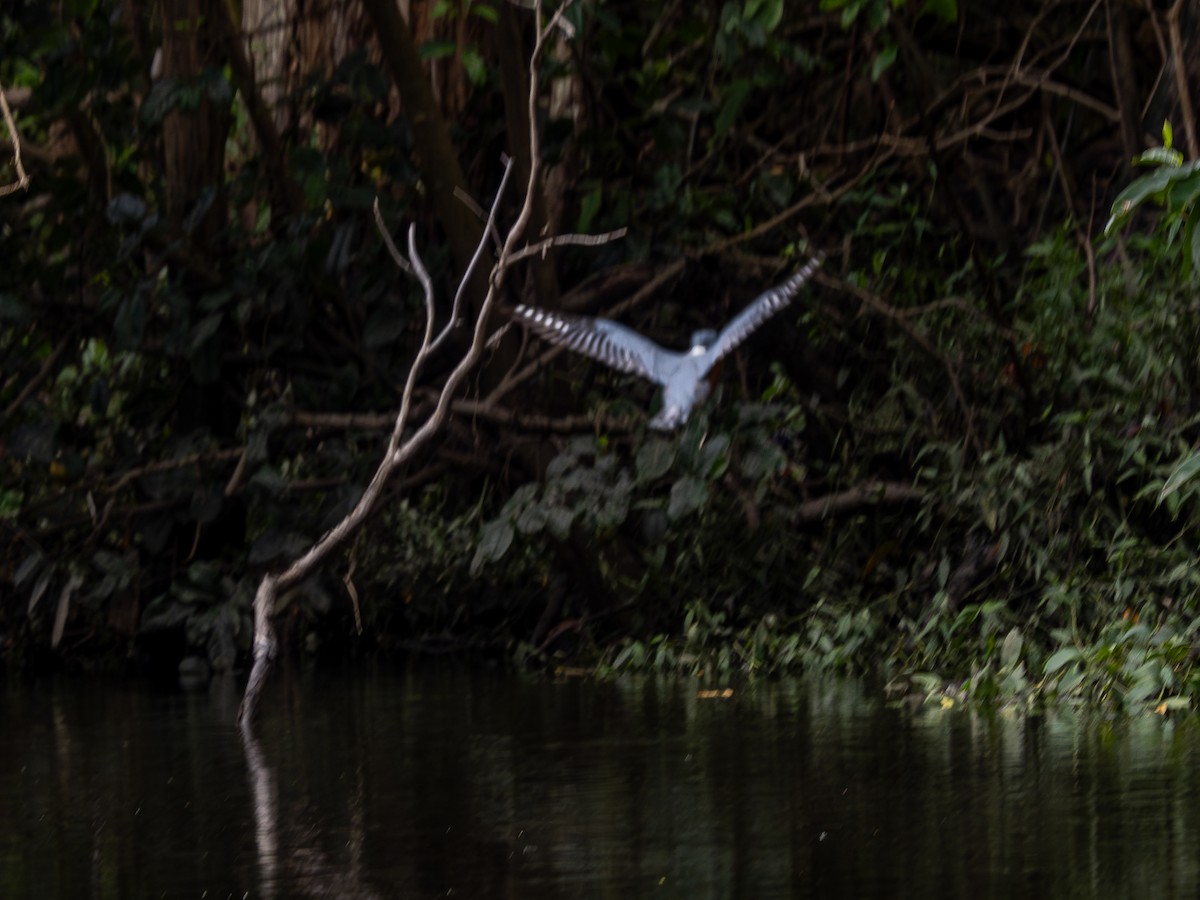 Amazon Kingfisher - ML614976427