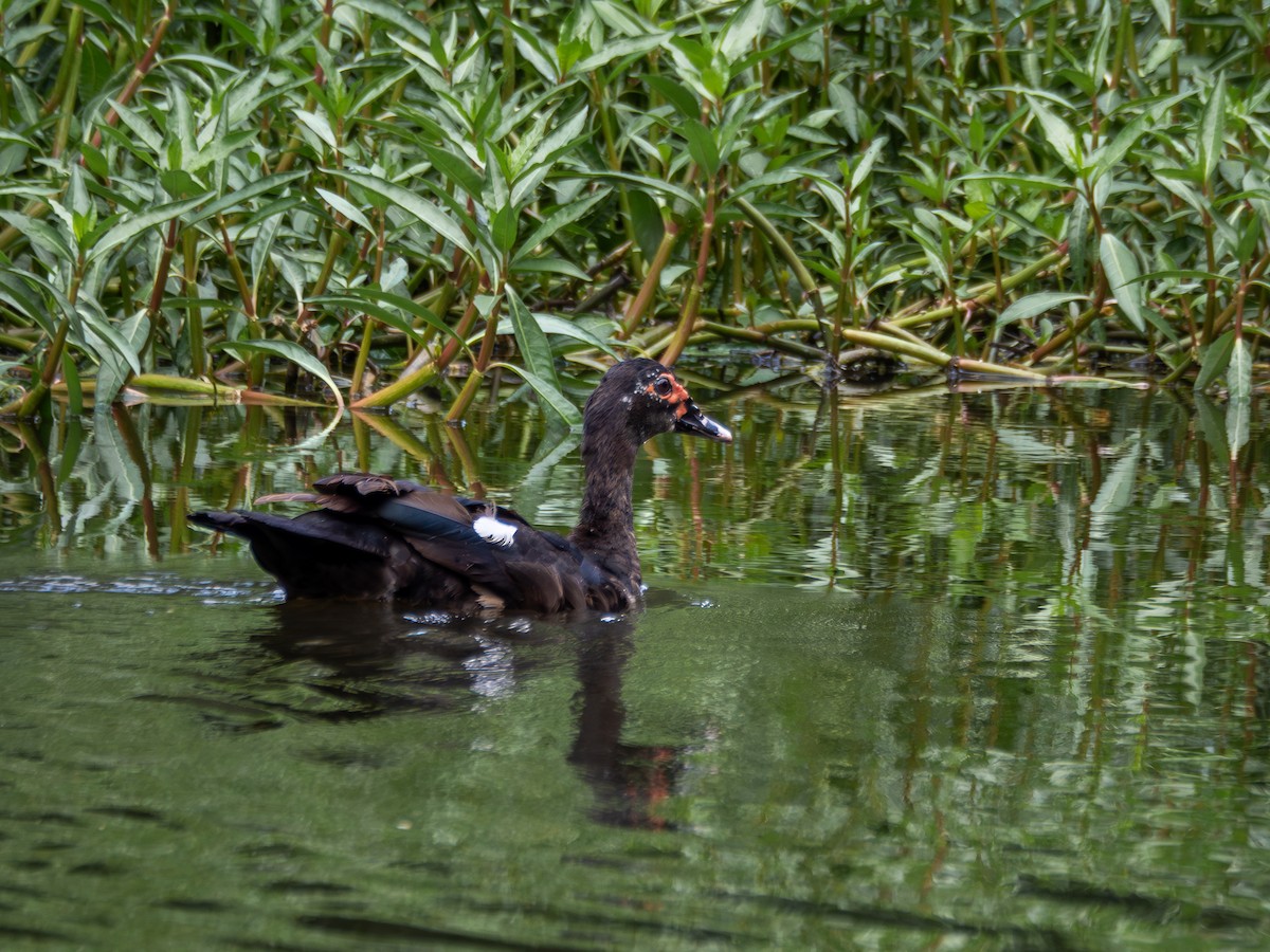 Muscovy Duck - ML614976440