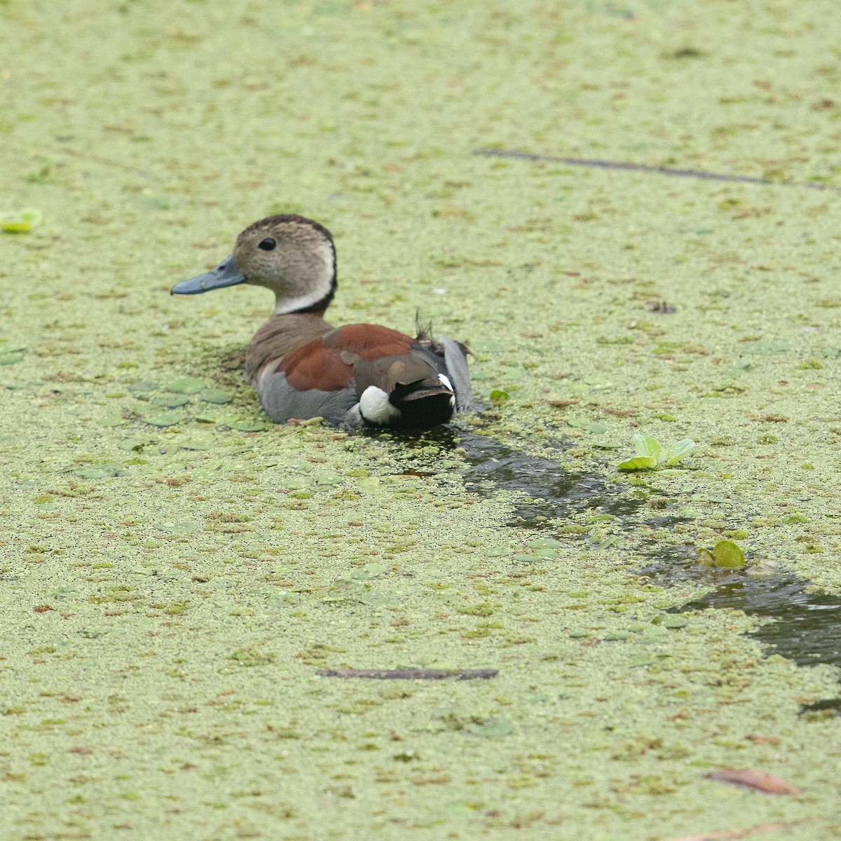 Ringed Teal - ML614976442