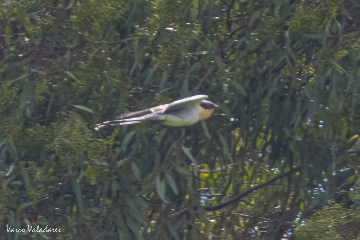 Great Spotted Cuckoo - ML614976455