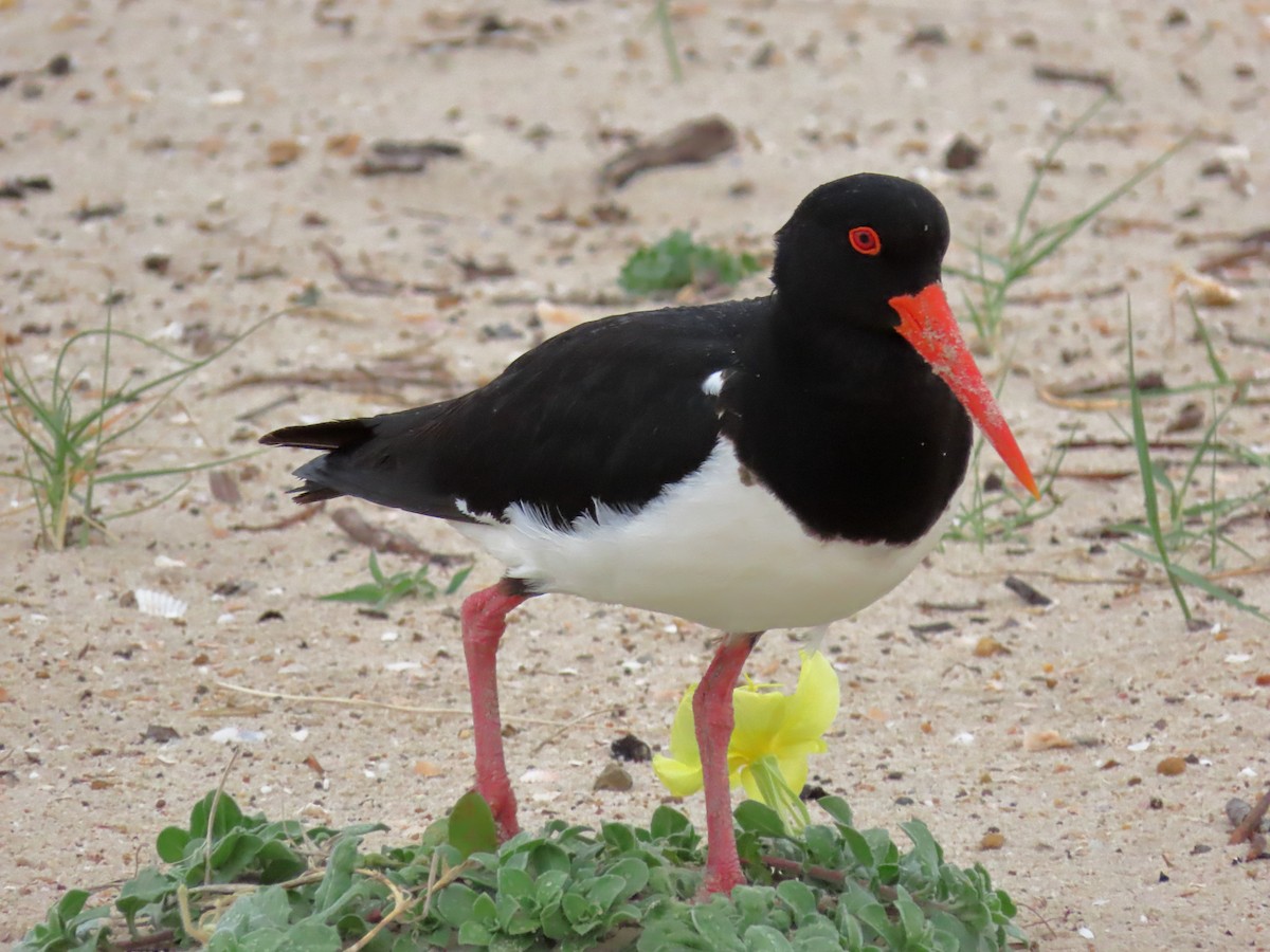 Pied Oystercatcher - ML614976457