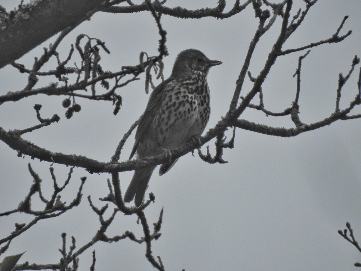 Song Thrush - Luca Forneris