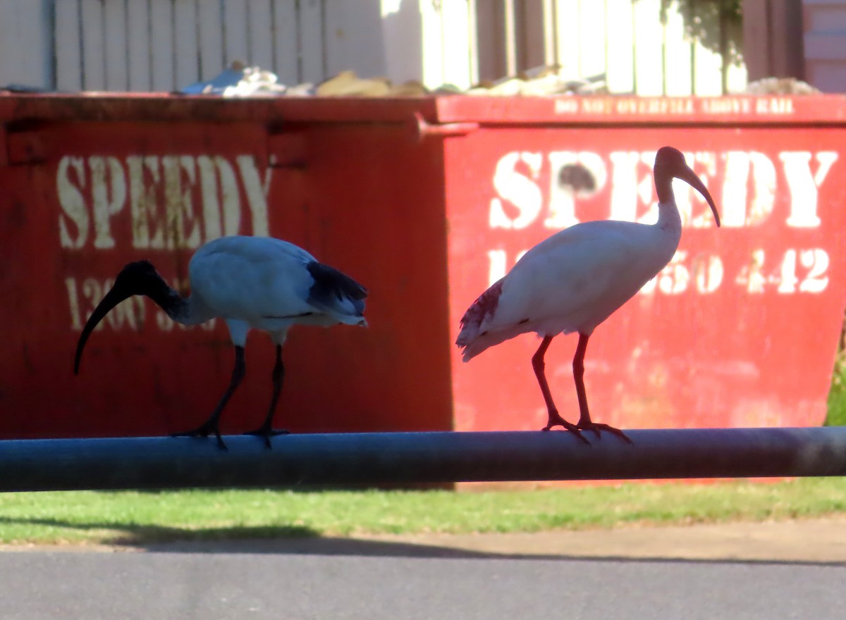 ibis australský - ML614976484