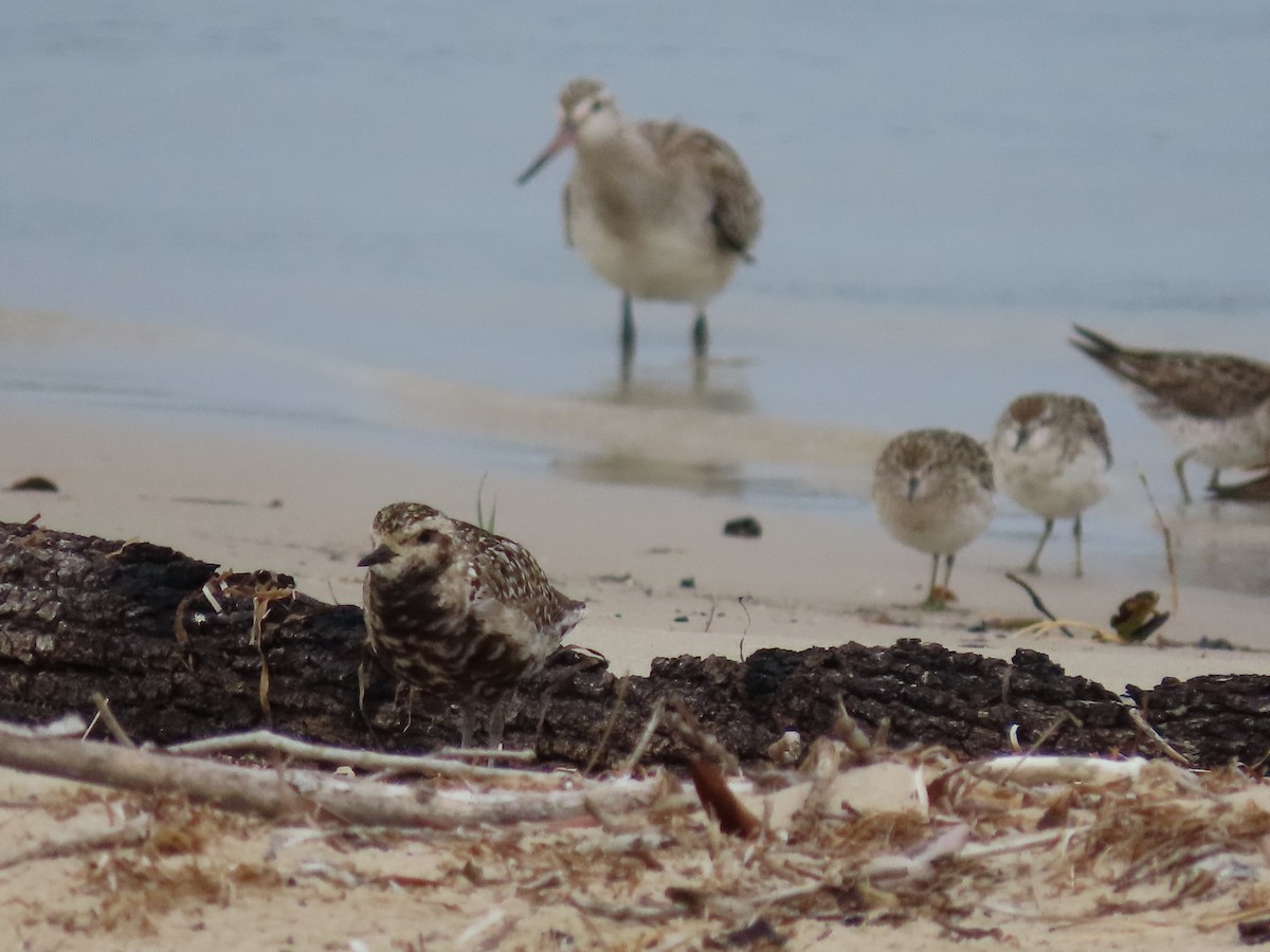 Pacific Golden-Plover - Rolo Rodsey