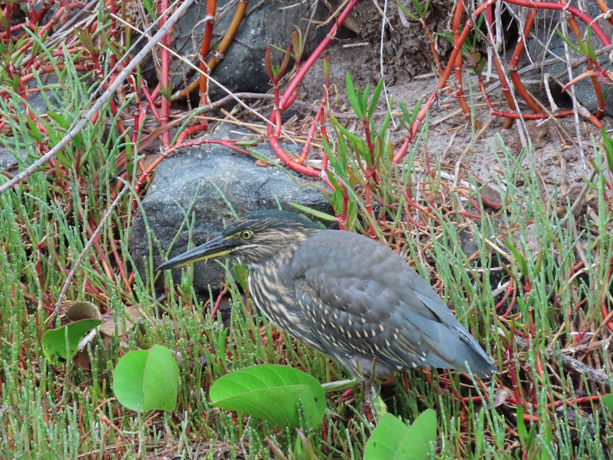 Striated Heron - ML614976498