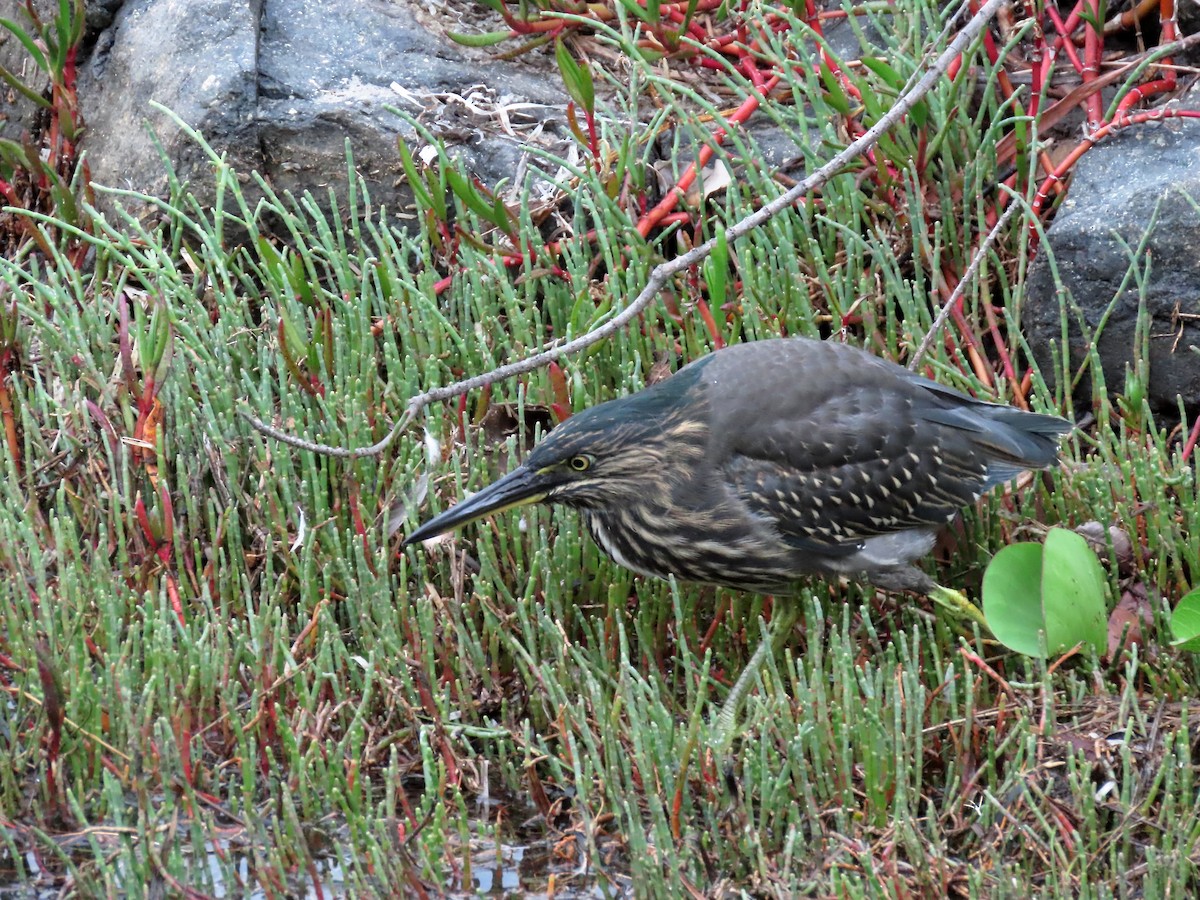 Striated Heron - ML614976500