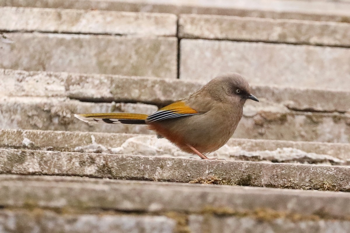 Elliot's Laughingthrush - Starlit Chen