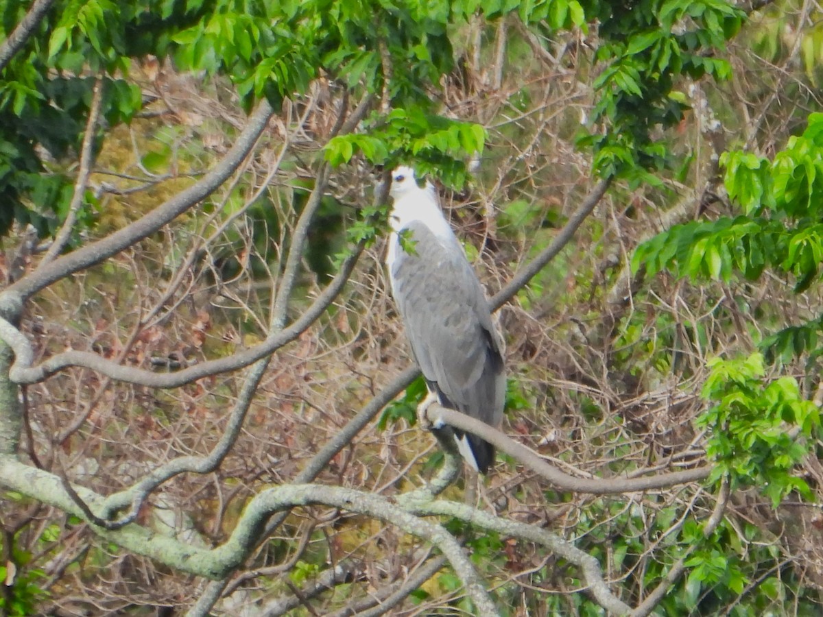 White-bellied Sea-Eagle - ML614976591