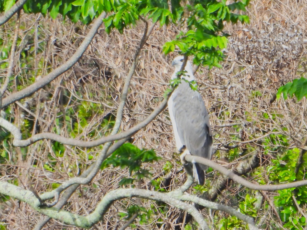 White-bellied Sea-Eagle - Leonie Beaulieu