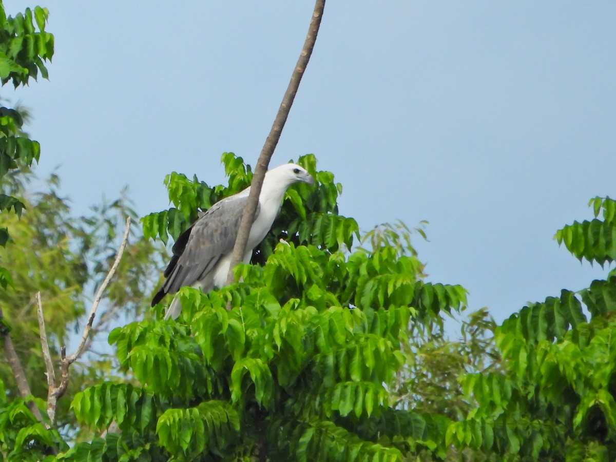 White-bellied Sea-Eagle - Leonie Beaulieu