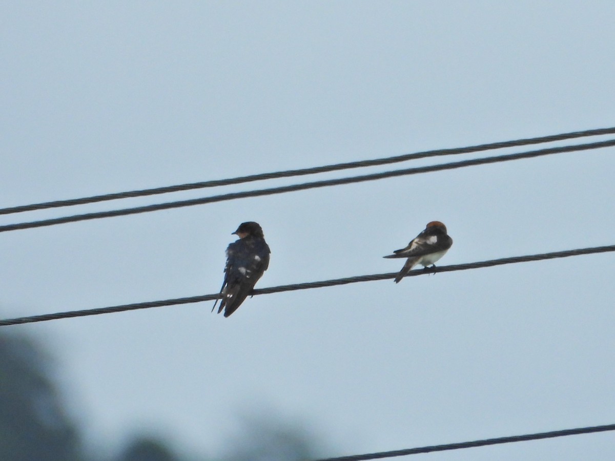 Golondrina Australiana - ML614976604