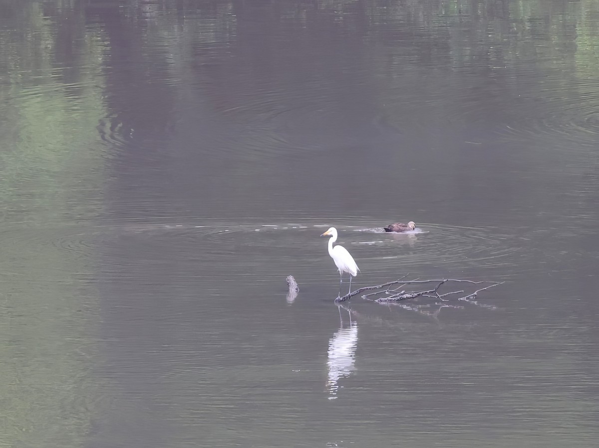 Great Egret - Heather Williams