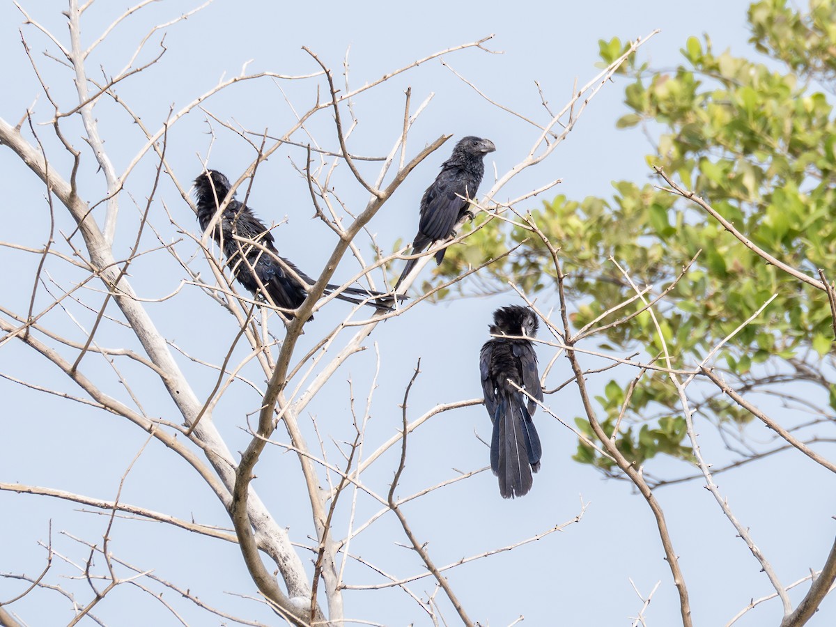 Smooth-billed Ani - ML614976625