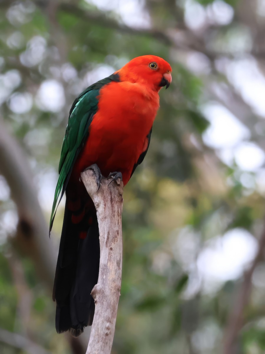 Avustralya Kral Papağanı - ML614976634