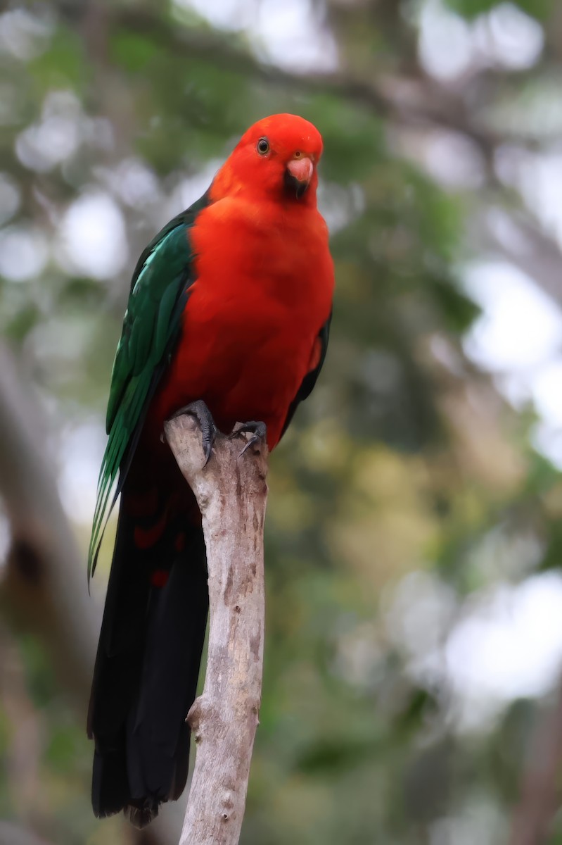 Avustralya Kral Papağanı - ML614976635