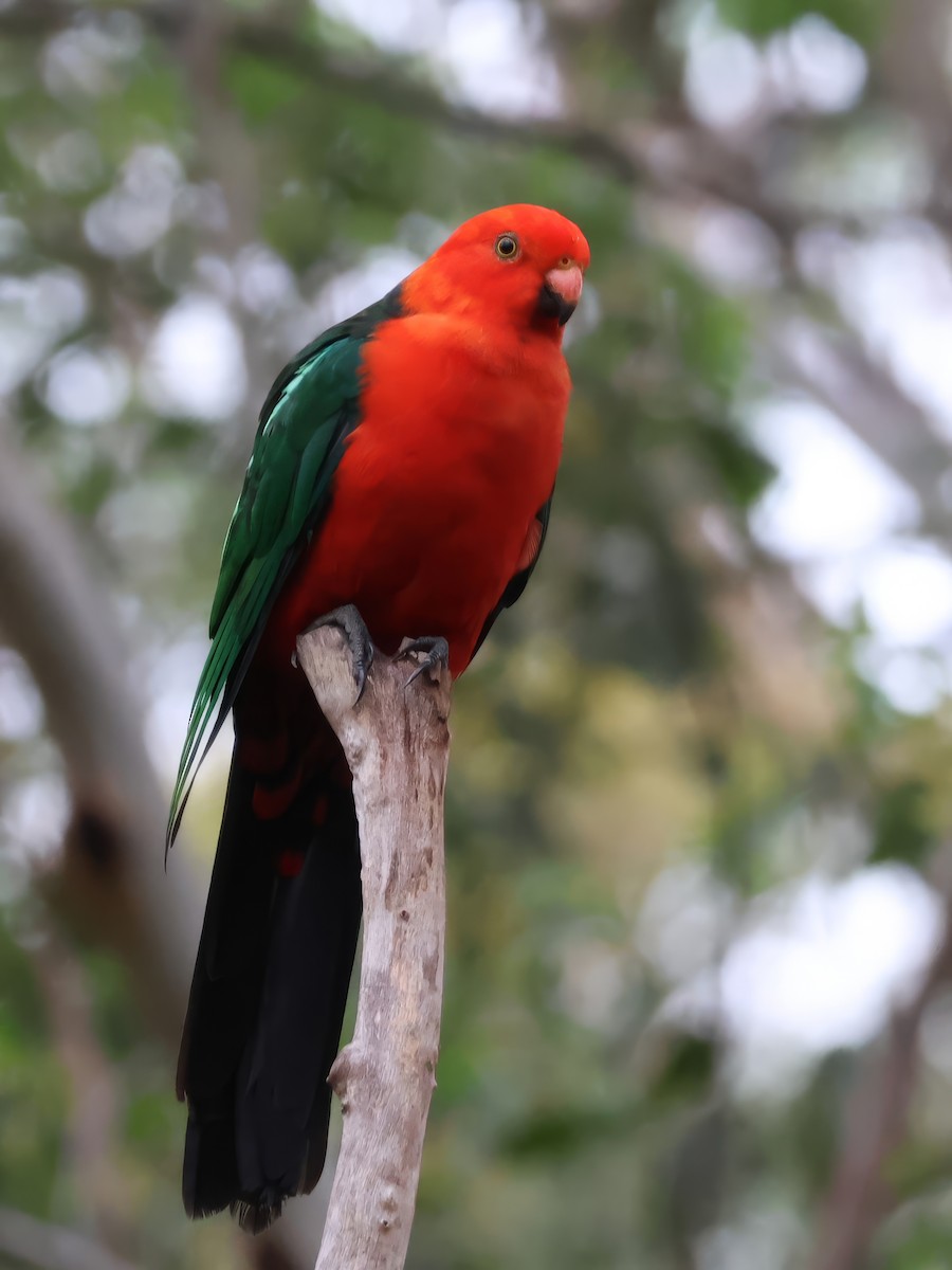 Avustralya Kral Papağanı - ML614976636