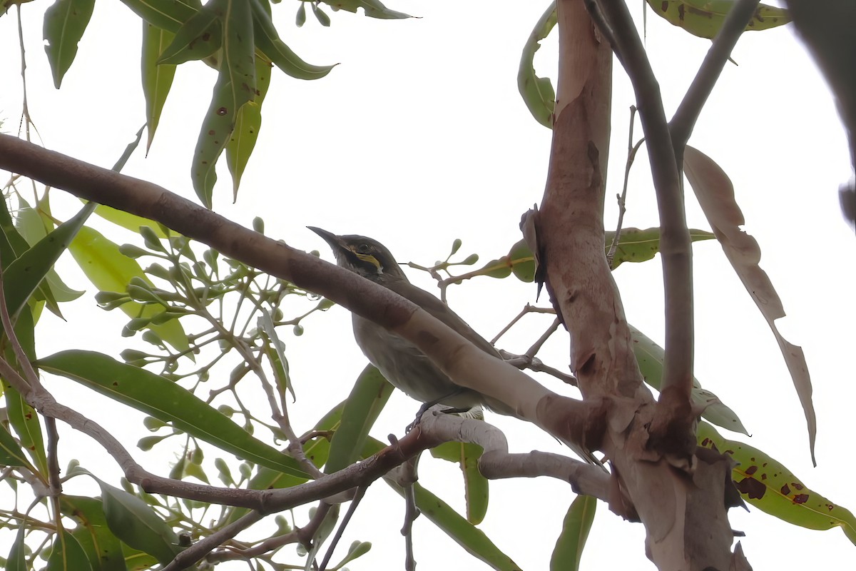 Yellow-faced Honeyeater - Heather Williams