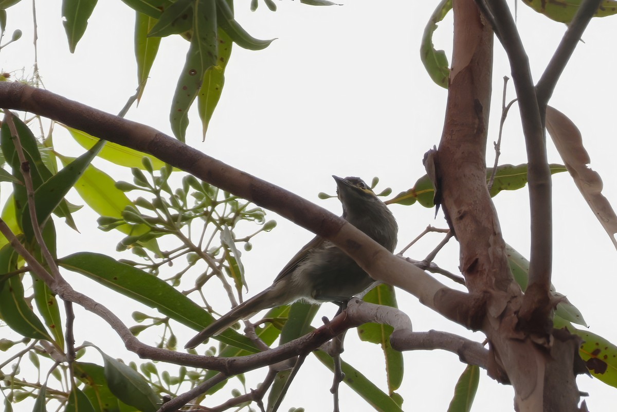 Yellow-faced Honeyeater - ML614976641