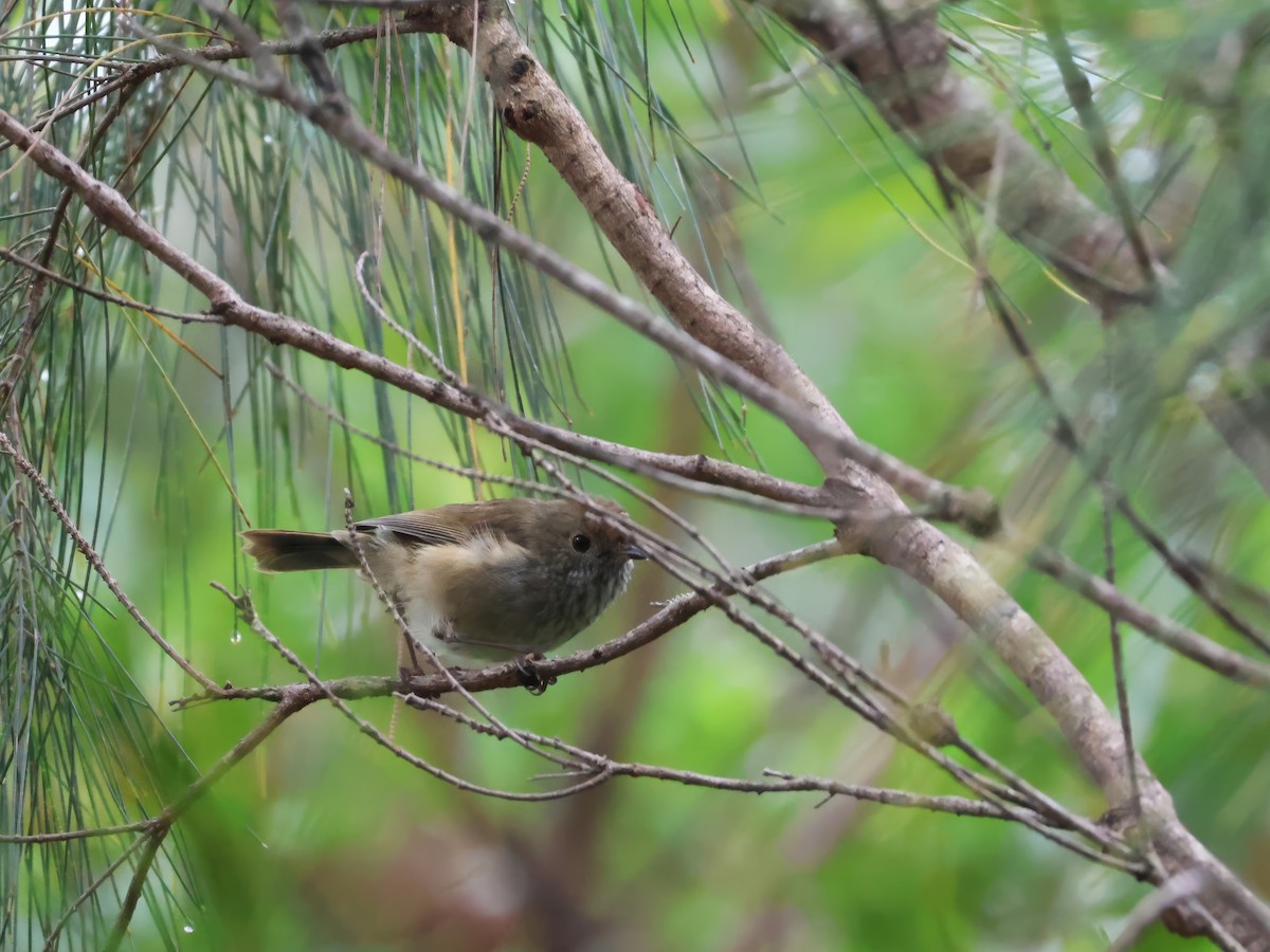 Brown Thornbill - ML614976655