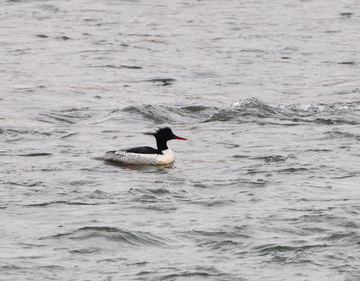 Scaly-sided Merganser - ML614976667