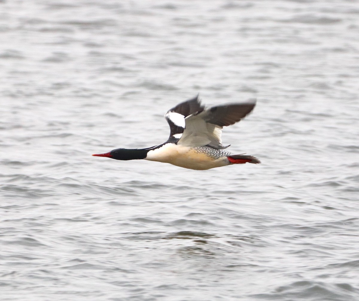 Scaly-sided Merganser - Herman Viviers