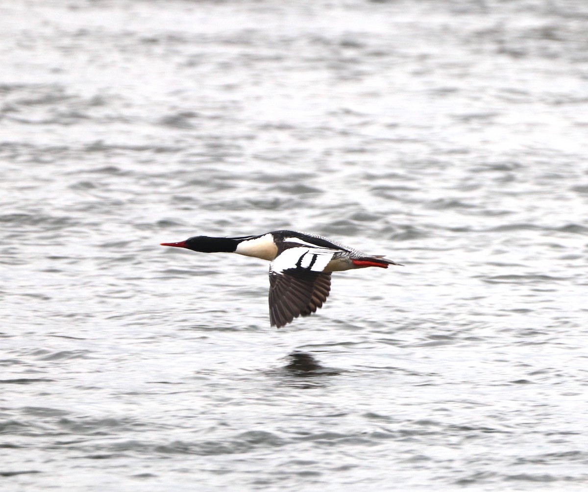 Scaly-sided Merganser - ML614976683