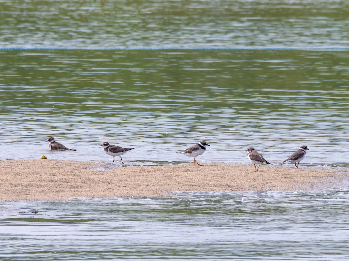 Semipalmated Plover - ML614976694