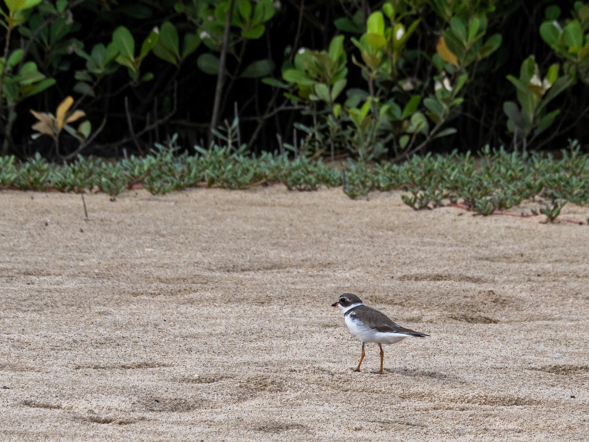 Semipalmated Plover - ML614976695