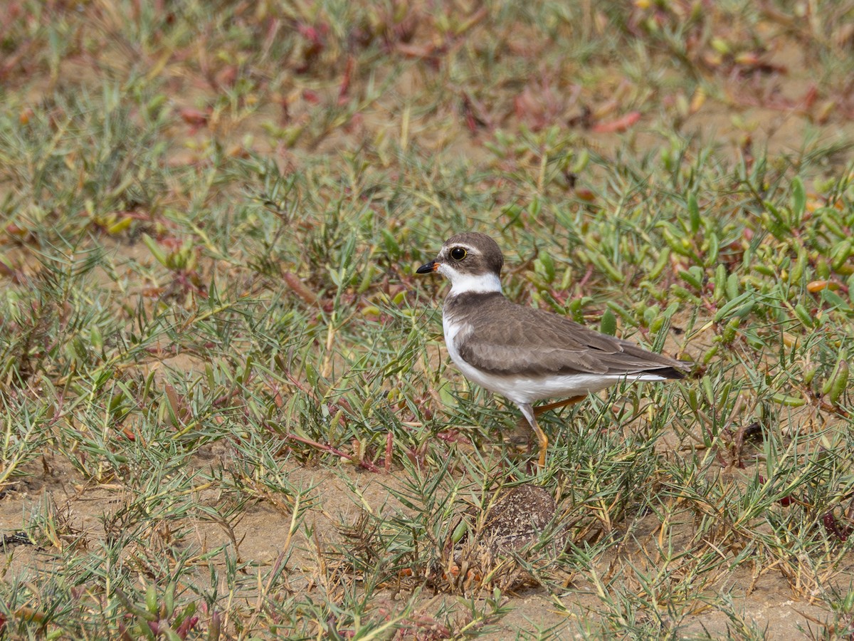 Semipalmated Plover - ML614976696
