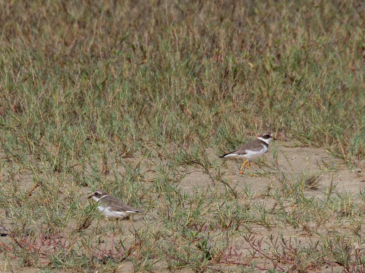 Semipalmated Plover - ML614976697