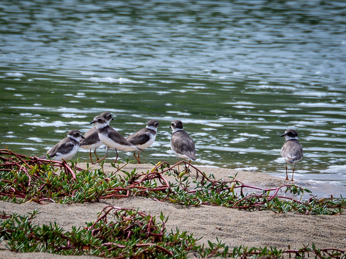 Semipalmated Plover - ML614976698