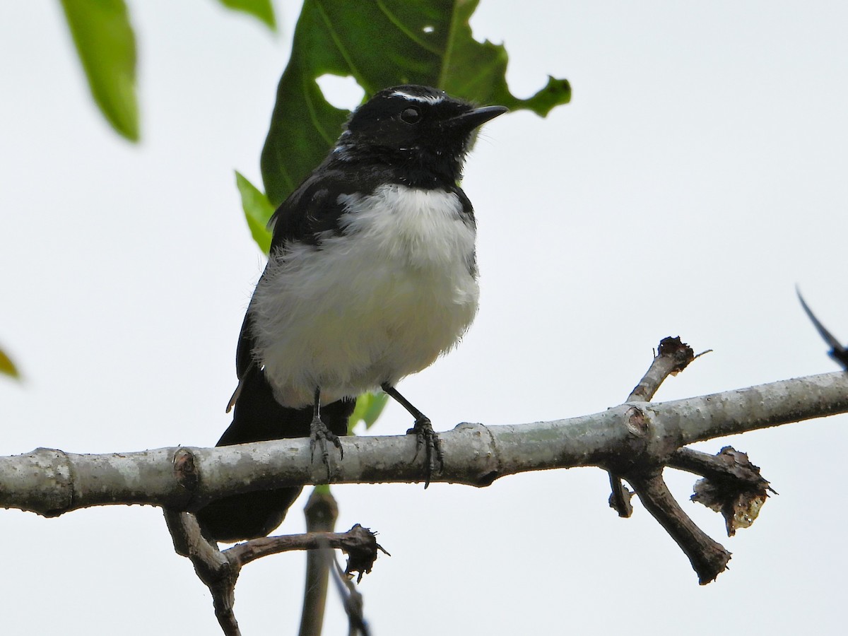Willie-wagtail - ML614976720
