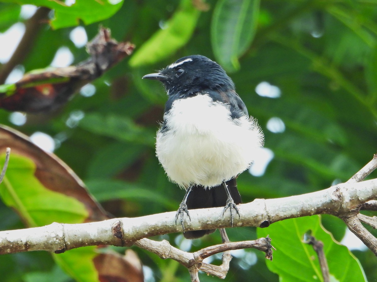 Willie-wagtail - Leonie Beaulieu