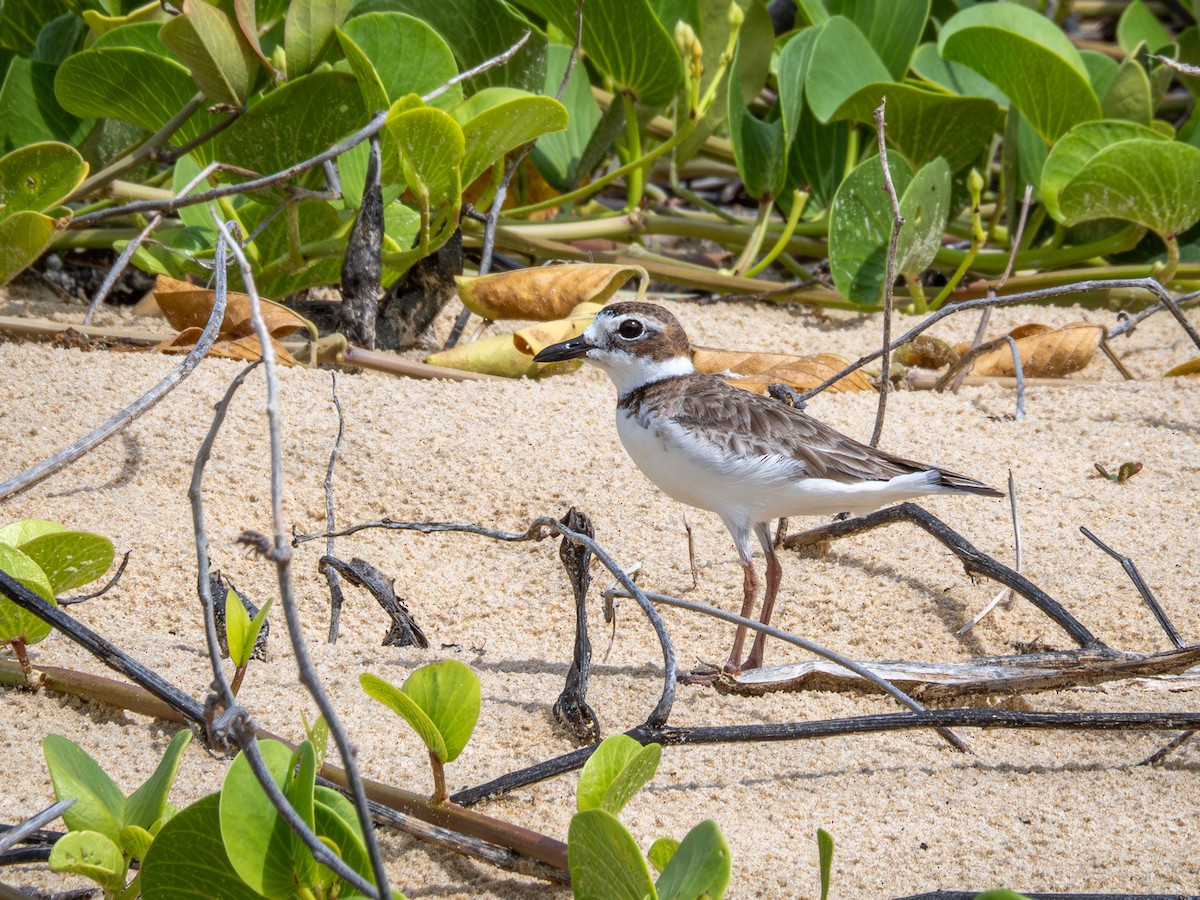 Wilson's Plover - ML614976798