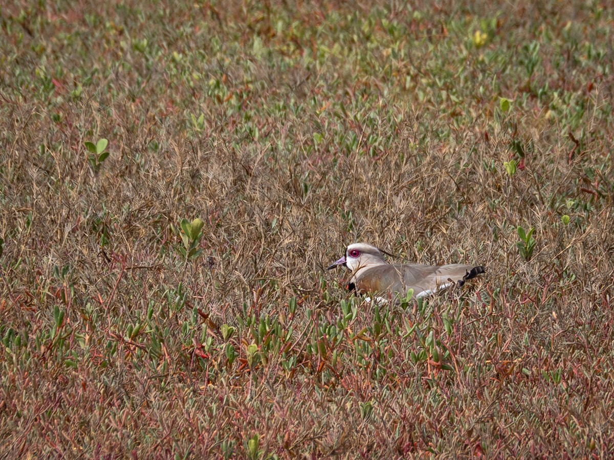 Southern Lapwing - ML614976823