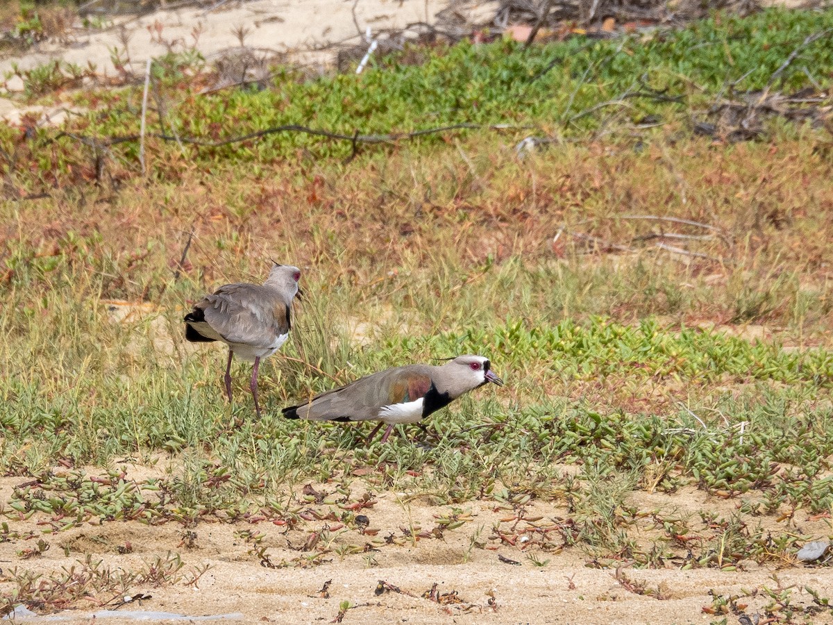 Southern Lapwing - Vitor Rolf Laubé