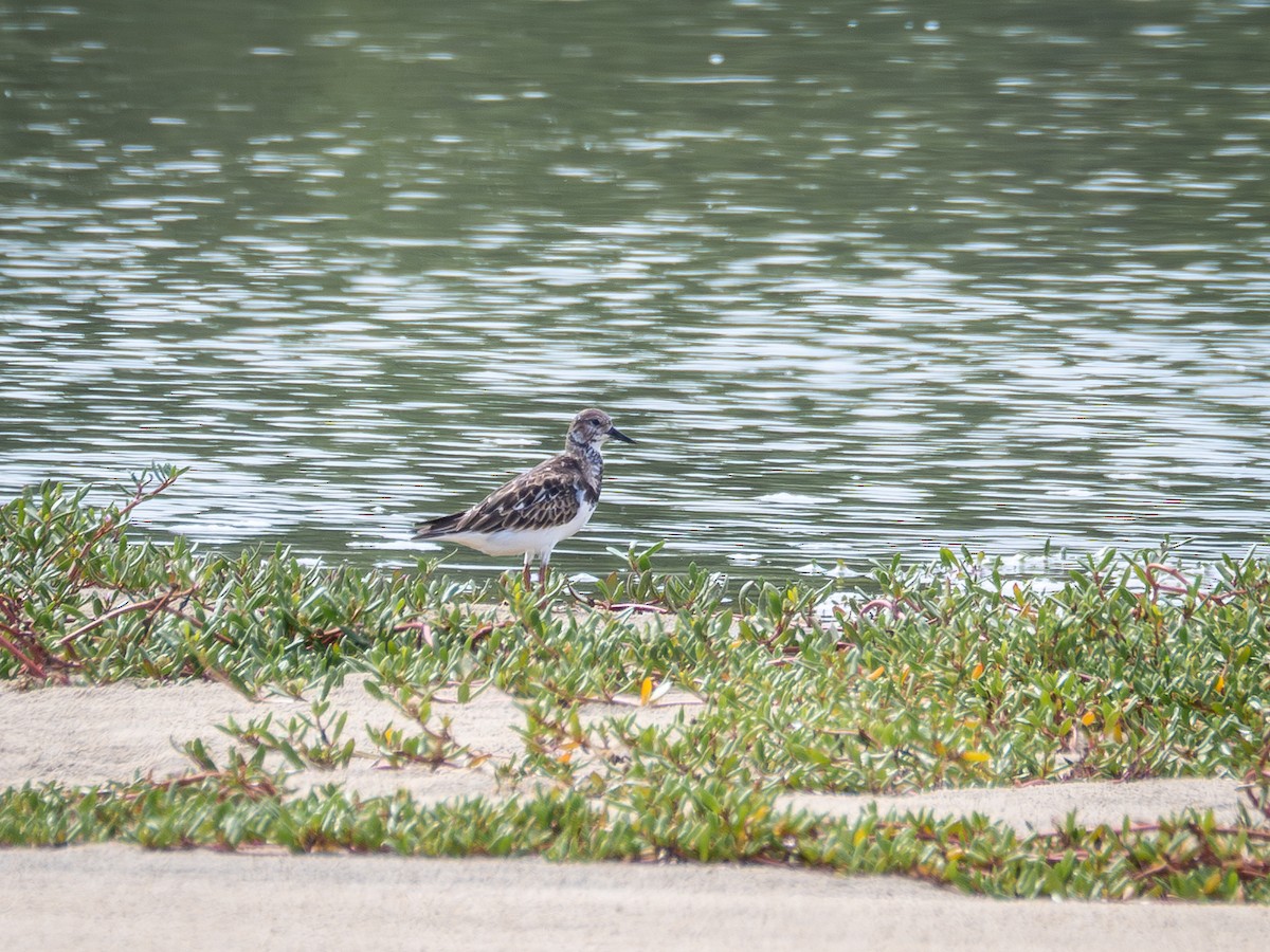 Ruddy Turnstone - ML614976839