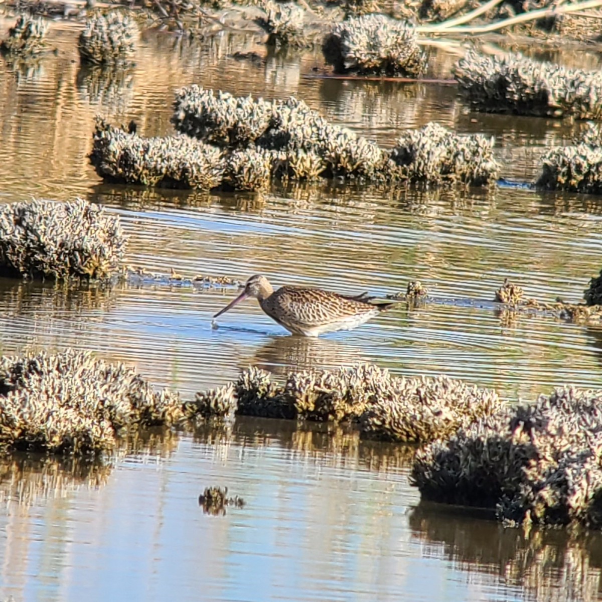 Bar-tailed Godwit (European) - Joseph Bourget