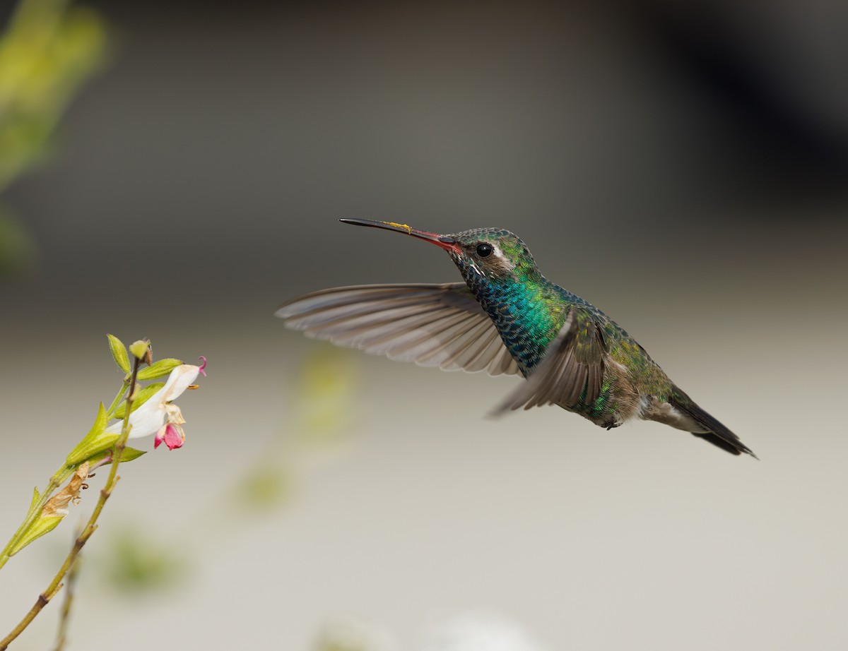 Broad-billed Hummingbird - Chezy Yusuf