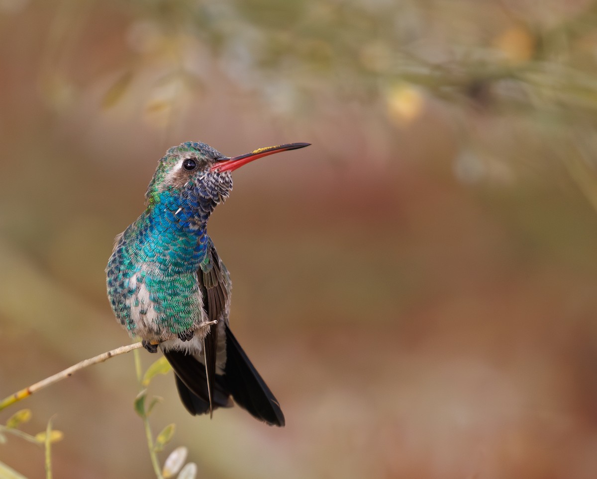 Broad-billed Hummingbird - Chezy Yusuf