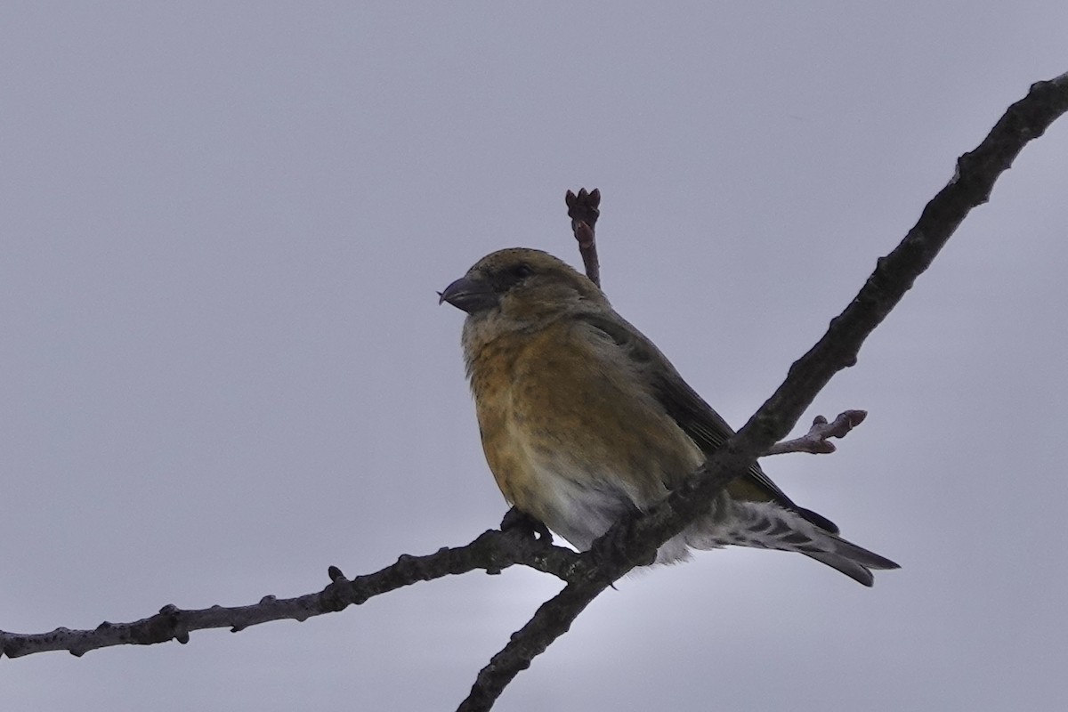 Red Crossbill - June McDaniels